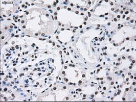 ID3 Antibody (clone OTI5C7)