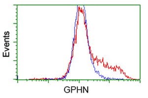 Monoclonal Mouse anti-Human Gephyrin Antibody (clone OTI3A6, WB)