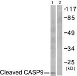 Polyclonal Rabbit anti-Human CASP9 / Caspase 9 Antibody (aa323-372, IHC, WB)