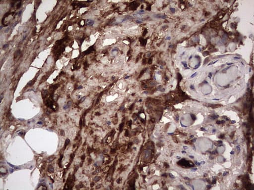 RSPO3 Antibody (aa22-272, clone 3D5, Carrier-free)