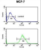 CBX1 / HP1 Beta Antibody (aa128-155)
