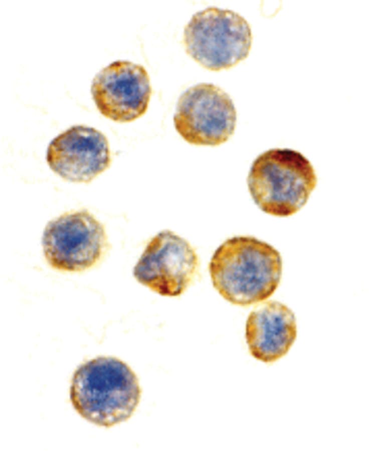 Polyclonal Rabbit anti-Human GAPDH Antibody (IHC, IF, WB)