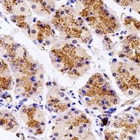 RPH3AL Antibody