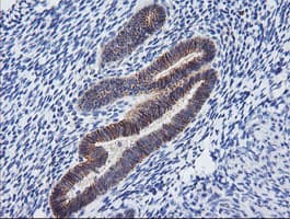 PCDH7 Antibody (clone OTI2G6)