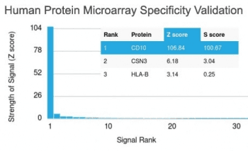 MME / CD10 Antibody (clone MME/1893)