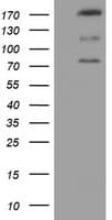 CNOT4 / CLONE243 Antibody (aa190-455, clone OTI4B2, Carrier-free)