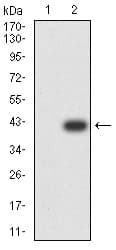 PAK3 Antibody (clone 4G8A5)