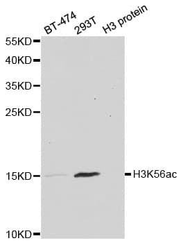 Histone H3 Antibody (Acetyl-Lys56)
