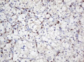 Selenium Binding Protein 1 Antibody (clone OTI3C6)