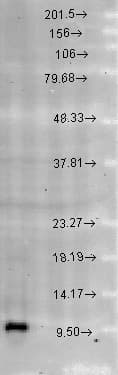 HSPE1 / HSP10 / Chaperonin 10 Antibody (aa91-101, APC)