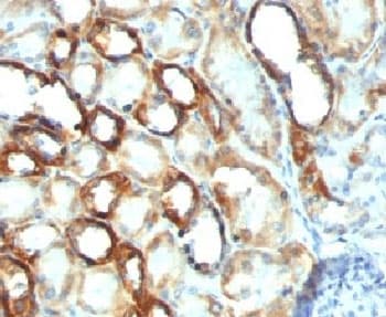 Monoclonal Mouse anti-Human Mitochondria Antibody (clone MTC754, Azide-free,BSA-free, IHC, IF, WB)