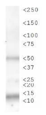 HIST3H3 Antibody (phospho-Ser28)