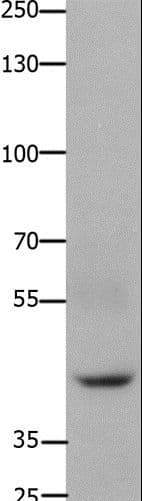 FOXD3 Antibody