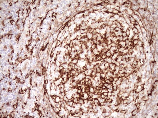 Monoclonal Mouse anti-Human ITGAM / CD11b Antibody (clone OTI2D11, IHC, WB)