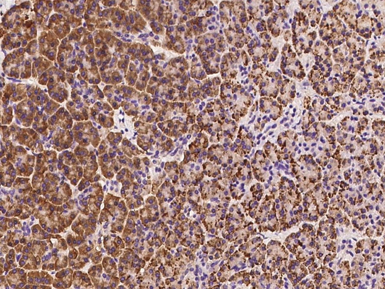 SPATS2 Antibody