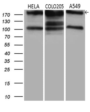 IQGAP1 Antibody (aa464-609, clone OTI7F5, Carrier-free)