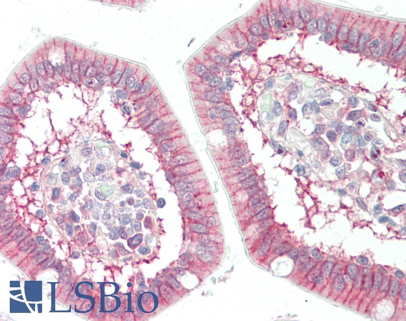 SLC7A8 / LAT2 Antibody (clone 4A6, Carrier-free)