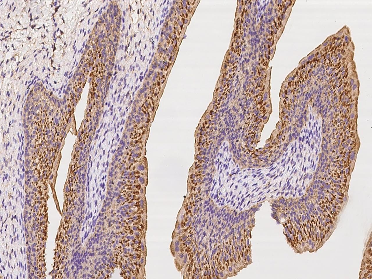 Polyclonal Rabbit anti-Human CD47 Antibody (IHC, IF)