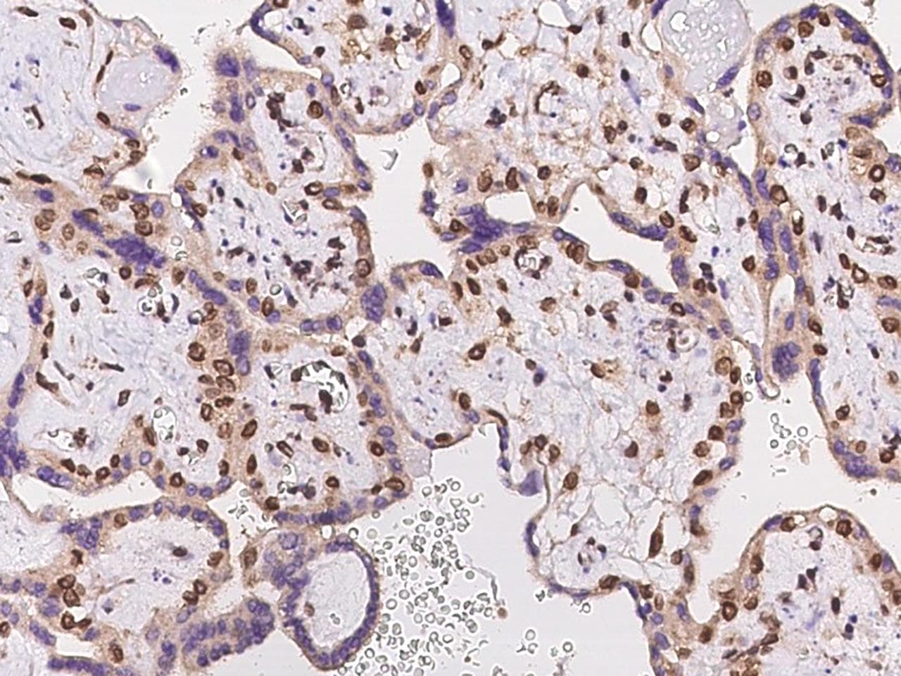 FAM217B / C20orf177 Antibody