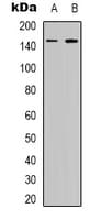 EGFR Antibody (C-Terminus)