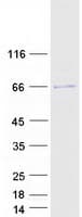 Human RASGRP2 Protein (Recombinant Myc-DDK (Flag))