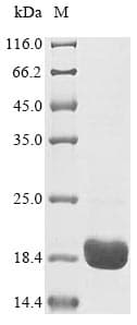 Bovine OBP Protein (Recombinant)
