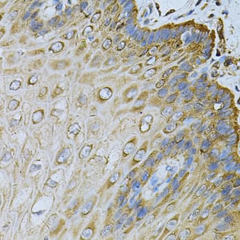 HSP90AB1 / HSP90 Alpha B1 Antibody