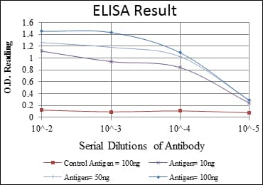 MTHFR Antibody (clone 5D3)