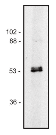 Monoclonal Mouse anti-Pig Tubulin Alpha/Beta Antibody (clone TU-10, WB)