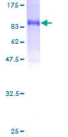 Human PDE9A Protein (Recombinant GST)