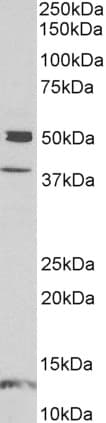 IHC-plus™ NPTX1 Antibody (aa197-211)