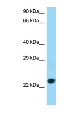 CD86 Antibody (C-Terminus)