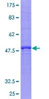 Human CACNG5 Protein (Recombinant GST)