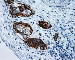 MCL1 / MCL 1 Antibody (clone OTI10F6)