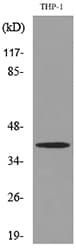 IL-10 Antibody