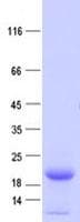Human ARL4A / ARL4 Protein (Recombinant His, N-Terminal)