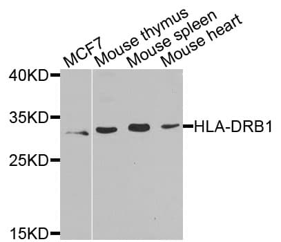 HLA-DRB1 Antibody