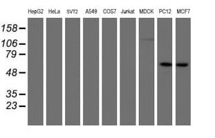 IRF6 Antibody (clone OTI2C10, Carrier-free)