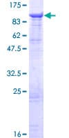 Human DHX58 / LGP2 Protein (Recombinant GST)