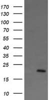 Monoclonal Mouse anti-Human ANAPC11 / APC11 Antibody (clone OTI1F2, IHC, WB)