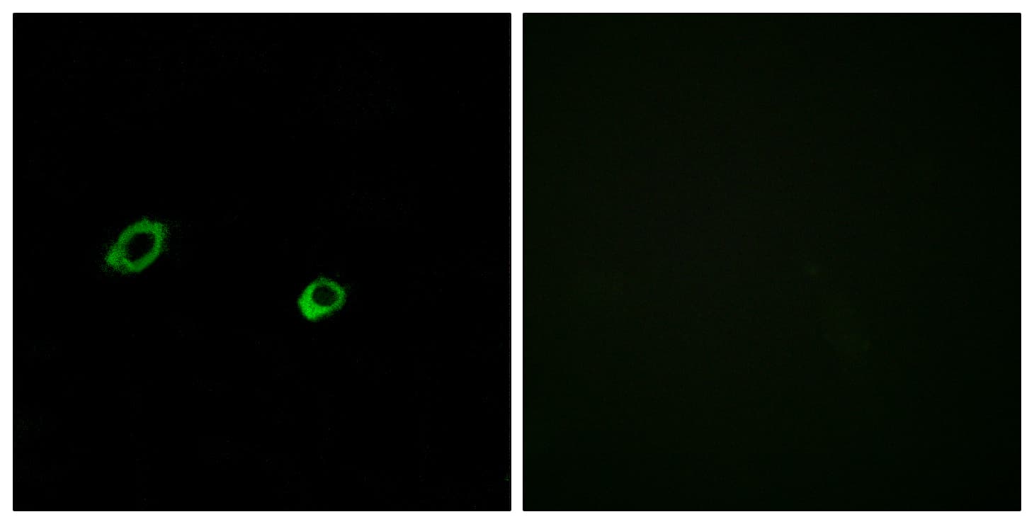 OR10AG1 Antibody (aa231-280)