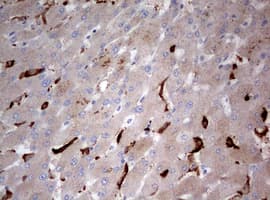 STK11 / LKB1 Antibody (aa1-236, clone OTI0A3)