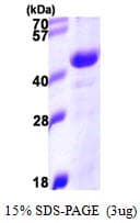 Human DNAJB11 Protein (Recombinant His)