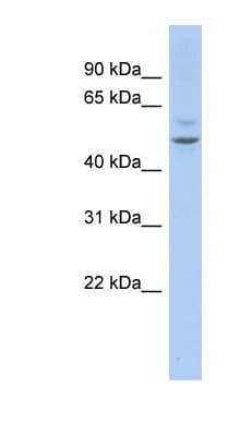 MEF2C Antibody (aa359-408)