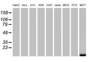 FXYD3 Antibody (clone OTI4E3, Carrier-free)