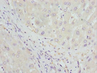 HBZ Antibody