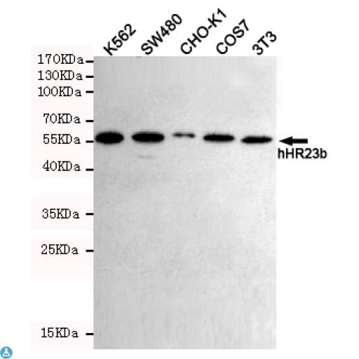 RAD23B / HR23B Antibody