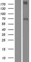 NRG1 / Heregulin / Neuregulin Protein (Over-Expression Lysate Myc-DDK (Flag))