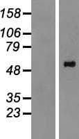 PPM1H Protein (Over-Expression Lysate Myc-DDK (Flag))