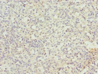 CEP120 Antibody